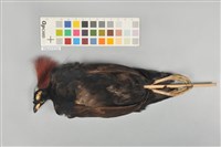 冠鷓鴣藏品圖，第4張